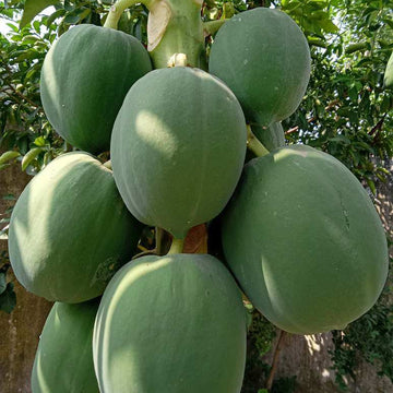 Pusa Nanha Dwarf Papaya Seeds 