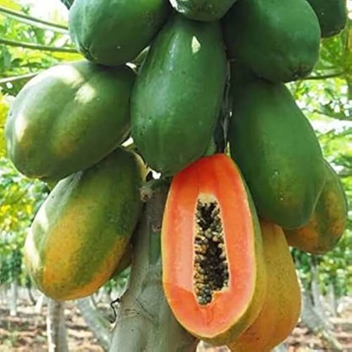 Pusa Nanha Dwarf Papaya Seeds 