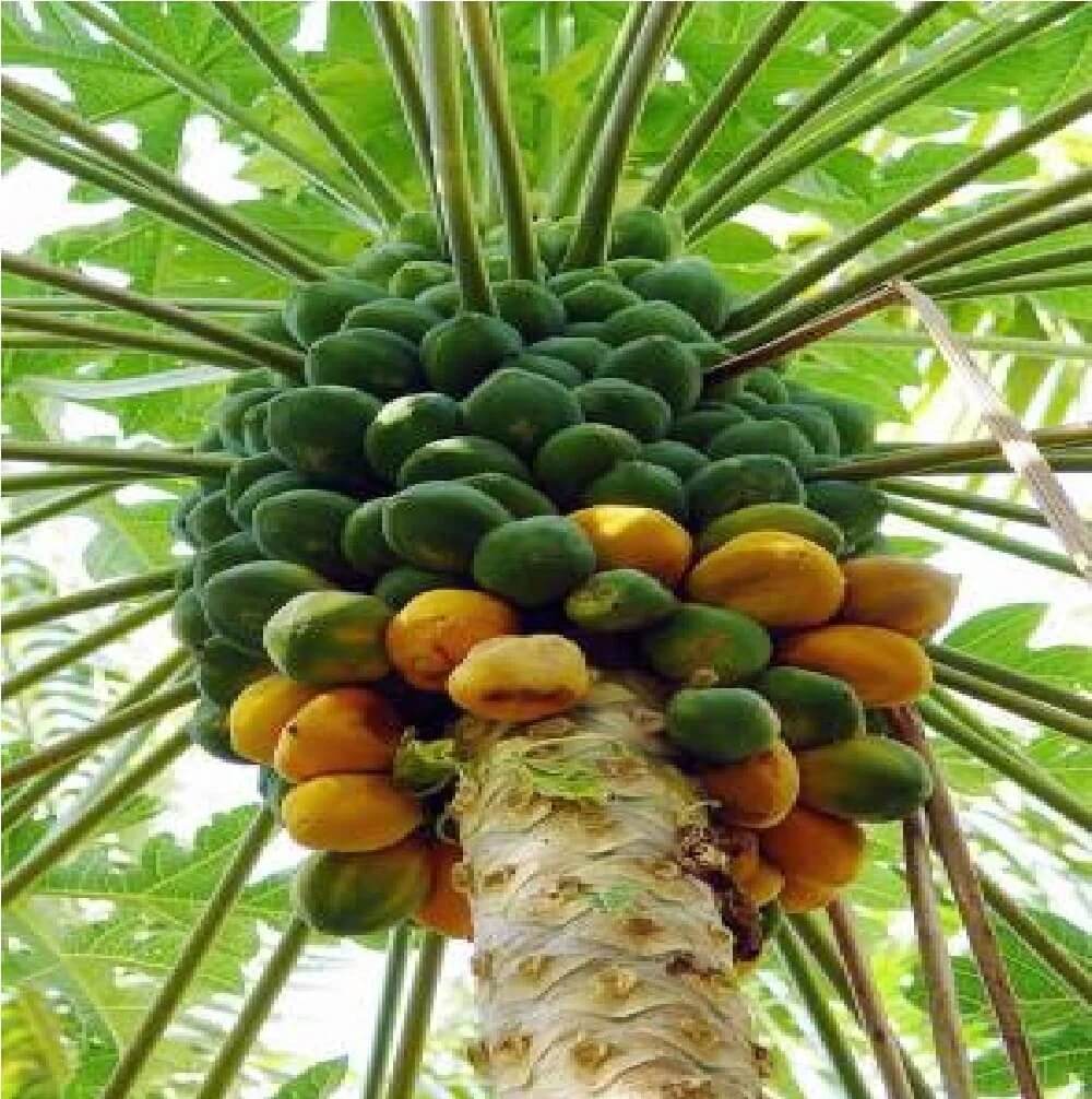 Pusa Nanha Dwarf Papaya Seeds 