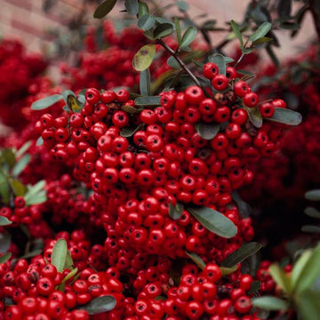 Pyracantha berry Seeds – Pink Coccinea