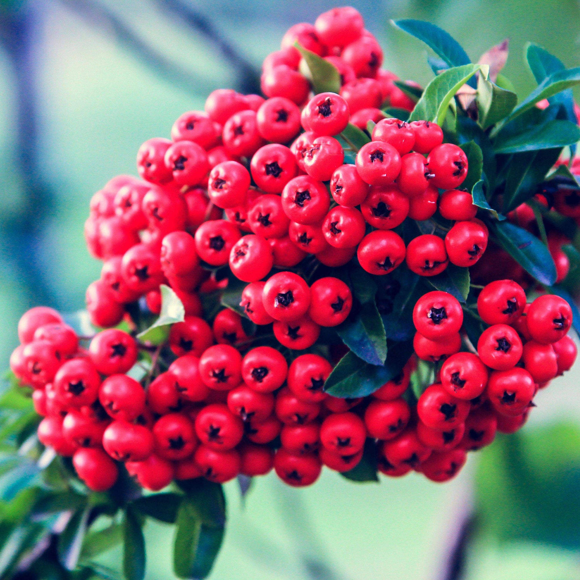 Pyracantha berry Seeds – Pink Coccinea