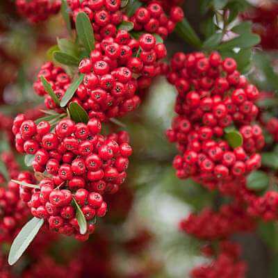 Pyracantha berry Seeds – Pink Coccinea
