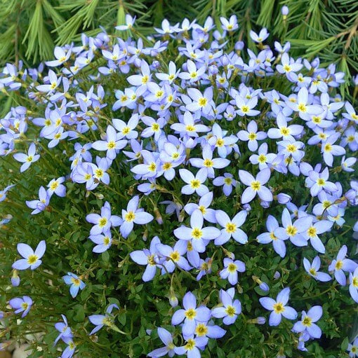 Quaker Ladies Seeds