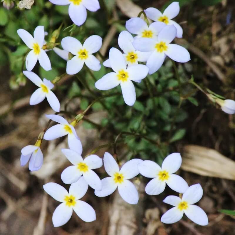 Quaker Ladies Wildflower Seeds