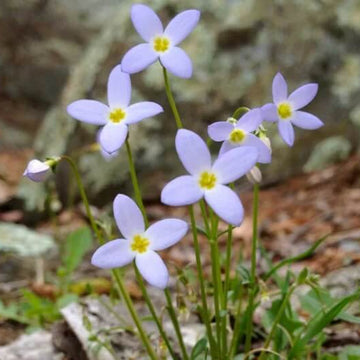 Quaker Ladies Wildflower Seeds