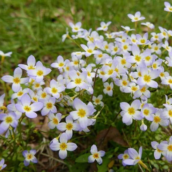 Quaker Ladies Wildflower Seeds