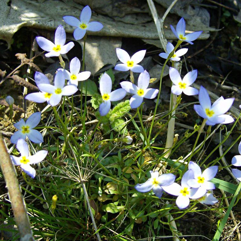 Quaker Ladies Wildflower Seeds