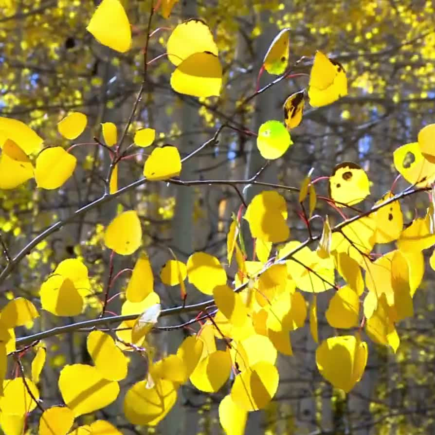 Quaking Aspen Seeds - Flower Plant