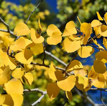 Quaking Aspen Seeds - Flower Plant