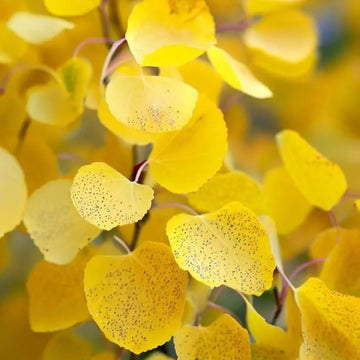Quaking Aspen Seeds - Flower Plant