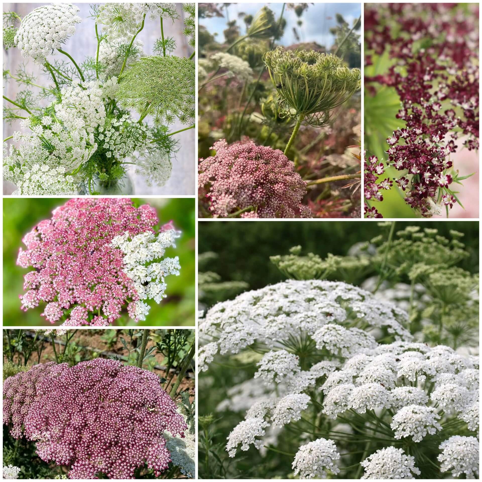 Queen Anne’s Lace Seeds - All In One For Home Gardens