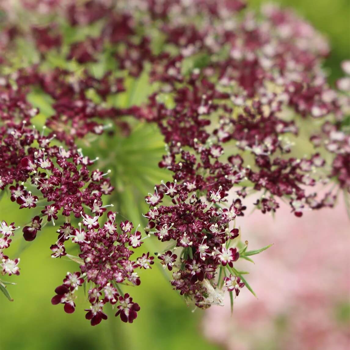 Queen Anne’s Lace Seeds - All In One For Home Gardens