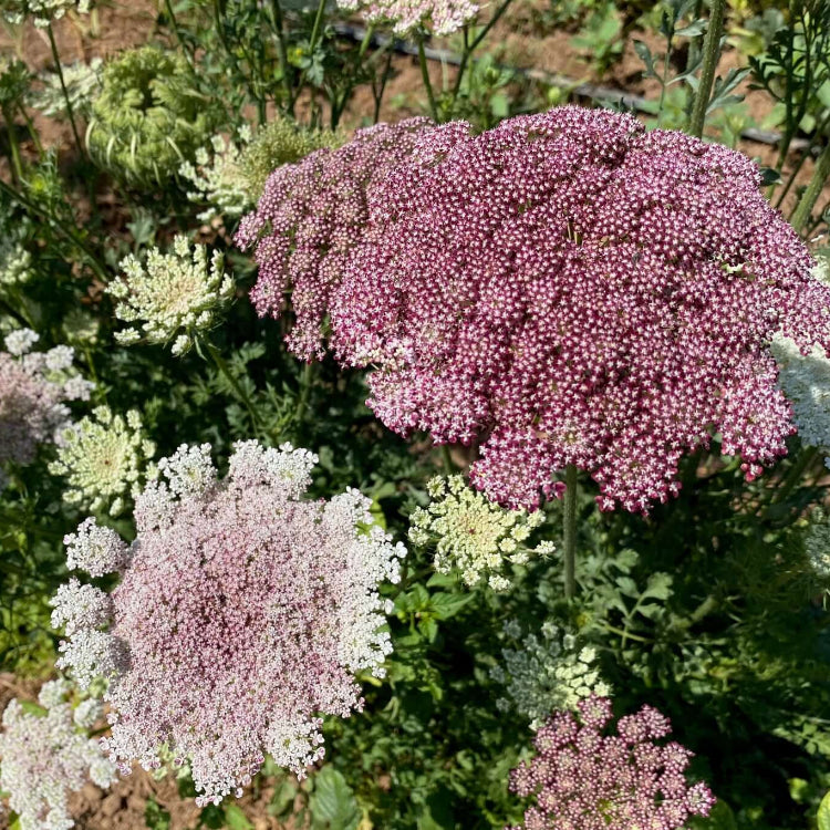 Queen Anne’s Lace Seeds - All In One For Home Gardens