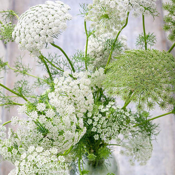 Queen Anne’s Lace Seeds - All In One For Home Gardens