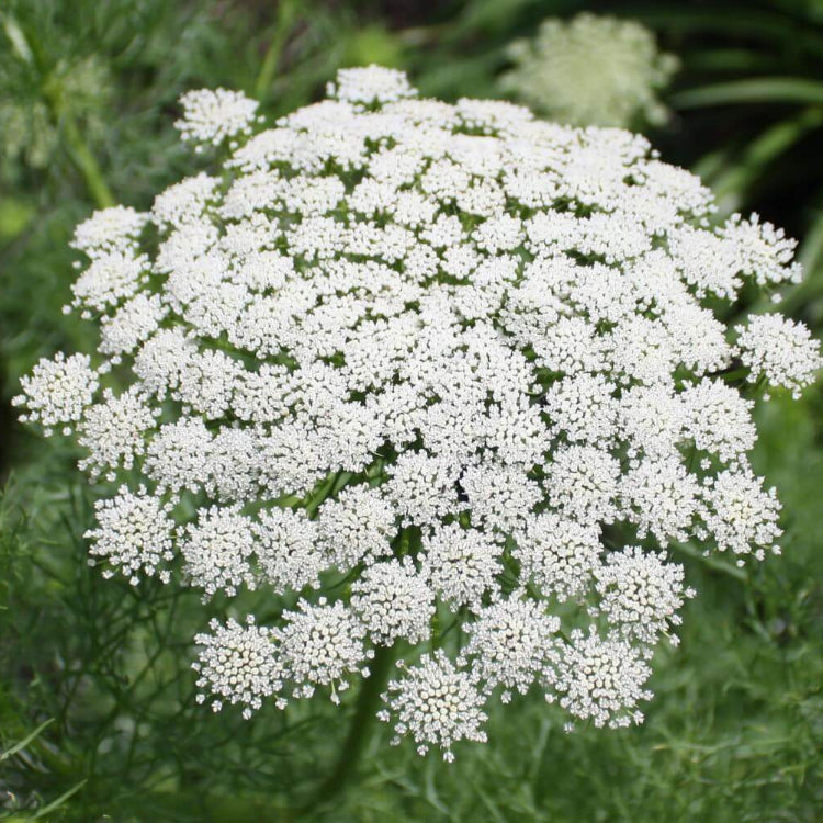 Queen Anne's Lace Seeds - Flower Plant