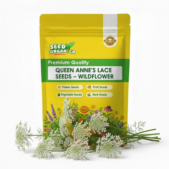 Queen Anne's Lace Seeds – Wildflower