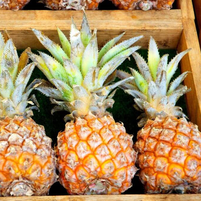 Queen Victoria Pineapple Seeds 