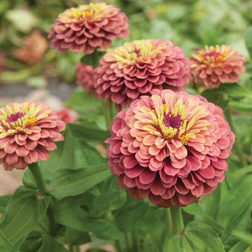 Queeny Lime Red Zinnia Seeds