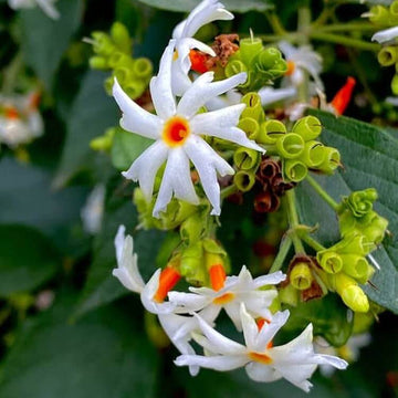 Raat Ki Rani Seeds - Flower Plant