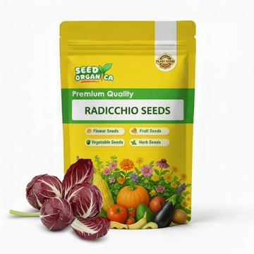 Radicchio Seeds