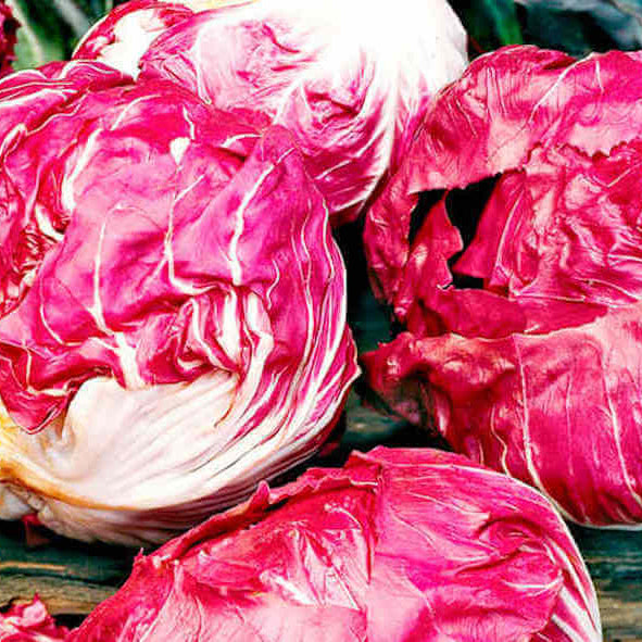 Radicchio Seeds - Red