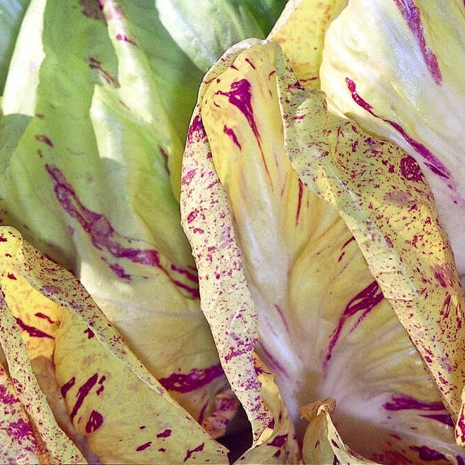 Radicchio Seeds - Castelfranco