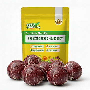 Radicchio Seeds - Burgundy