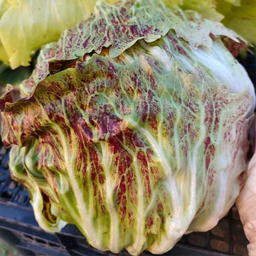 Radicchio Seeds - Castelfranco