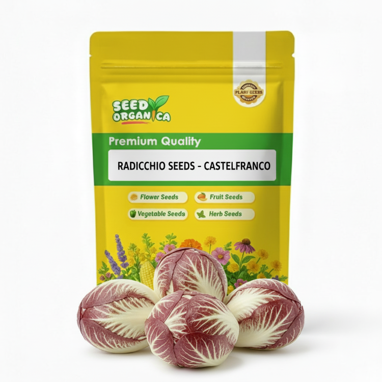Radicchio Seeds - Castelfranco