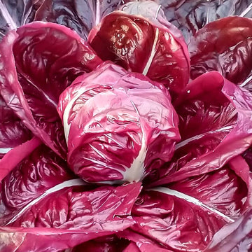 Radicchio Seeds - Red