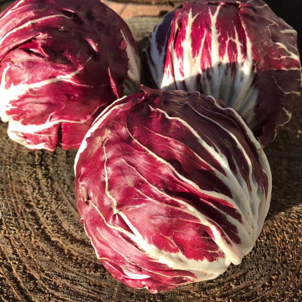 Radicchio Seeds - Red