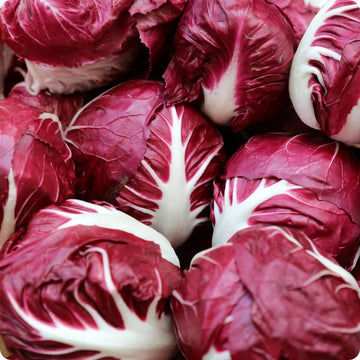 Radicchio Seeds 