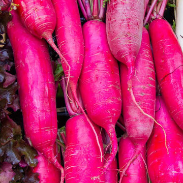 Radish Seeds – Pink