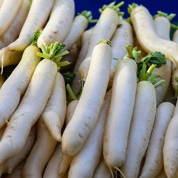 Radish Seeds - Daikon