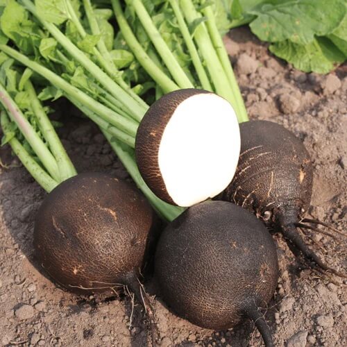 Radish Seeds – Black 