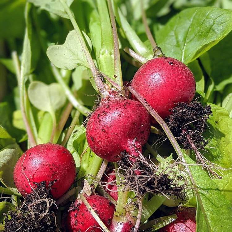 Radish Seeds – Celesta