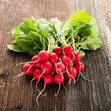 Radish Seeds – Cherry Belle