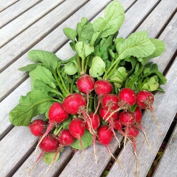 Radish Seeds – Cherry Belle