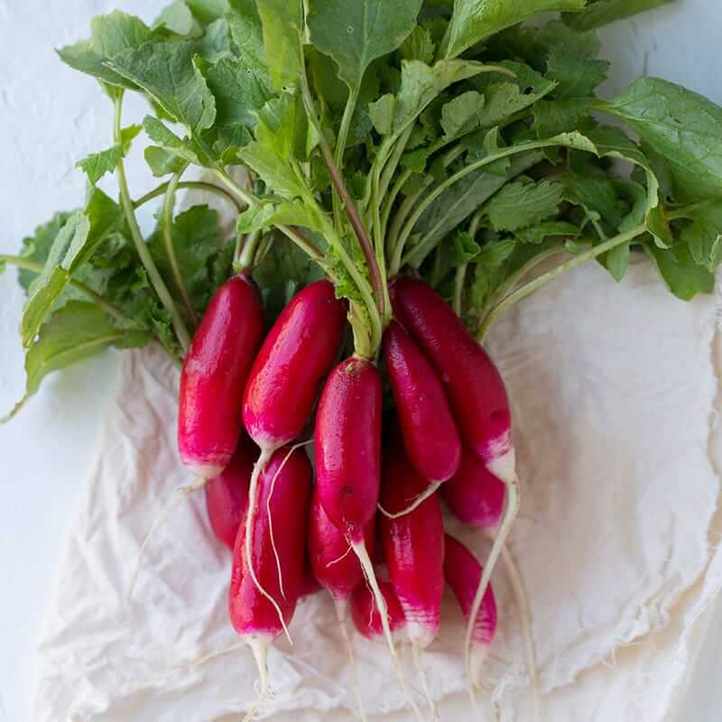 Radish Seeds – China Rose Winter