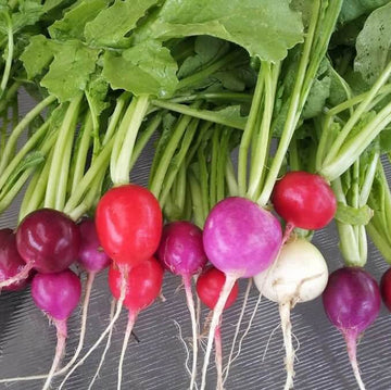 Radish Seeds – Easter Egg Mix