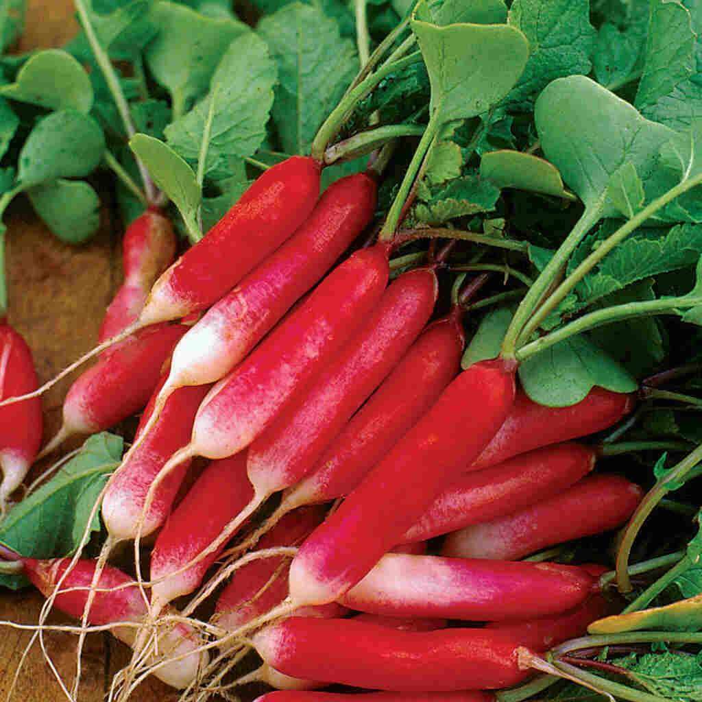 Radish Seeds – French Breakfast