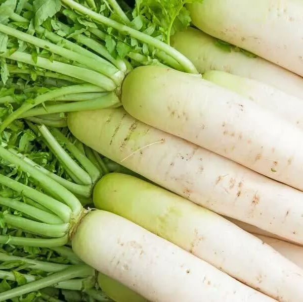Radish Seeds – Green White