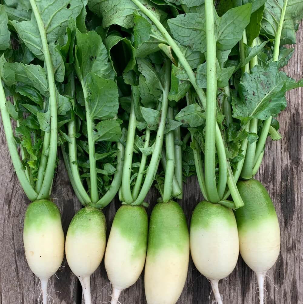 Radish Seeds – Green