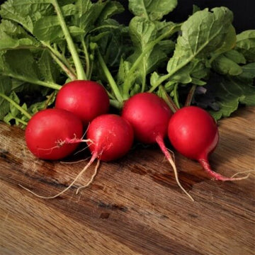 Radish Seeds – Meister