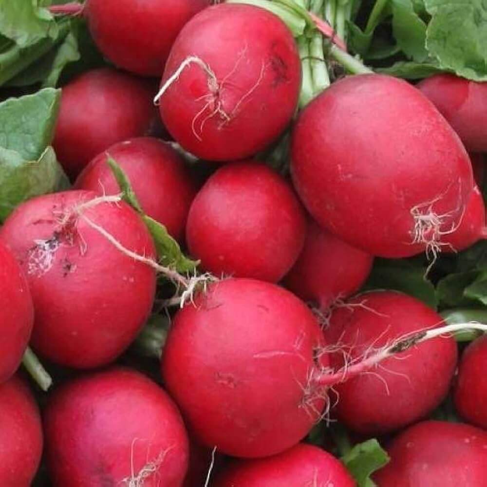 Radish Seeds – Meister