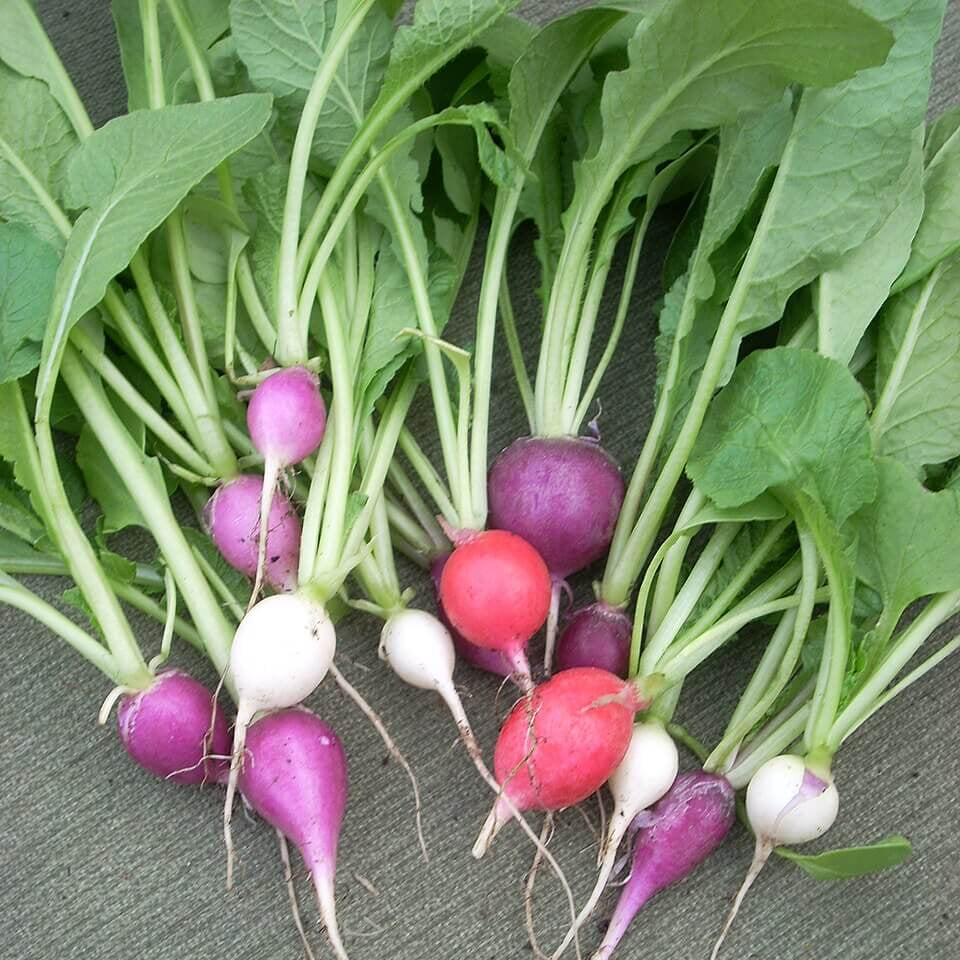 Radish Seeds – Mixed