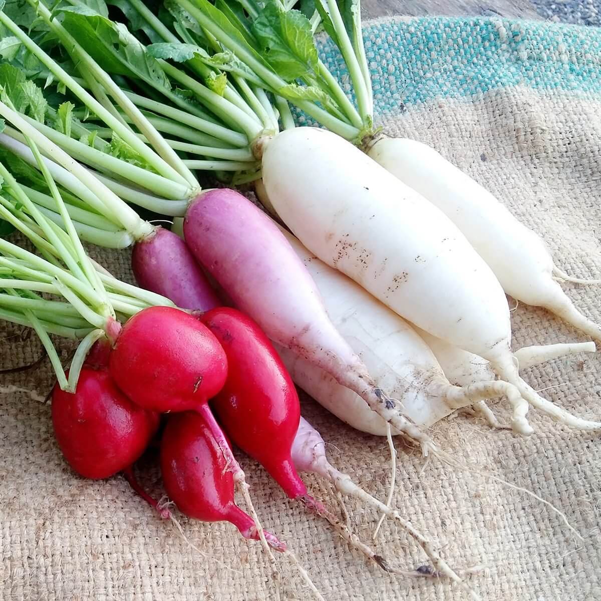 Radish Seeds – Mixed