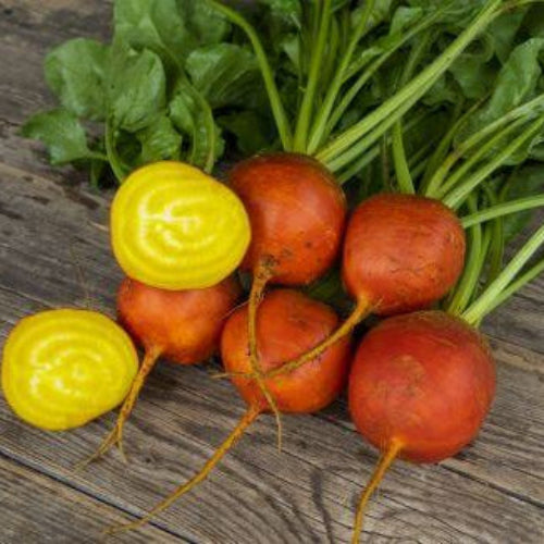 Radish Seeds – Orange 