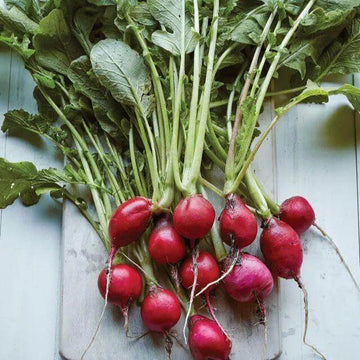 Radish Seeds – Purple Giant