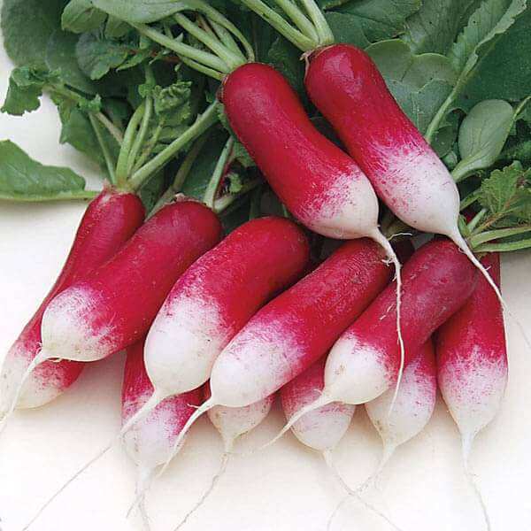 Radish Seeds – Red White